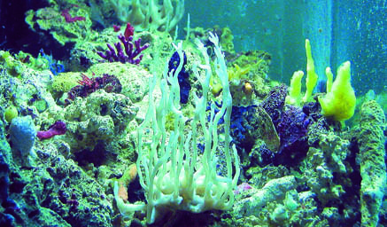 Uno sguardo nella zona criptica di un acquario di barriera trizonale di Steve Tyree. Questo sistema ha sostituito la schiumazione con le spugne viventi. Le spugne crescono vigorosamente ed inoltre in questa zona si trovano anche ascidie di mare e conchiglie filtranti. Foto: T. Gray