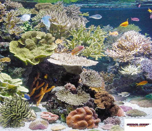 La più ridotta quantità di metalli pesanti potrebbe danneggiare gravemente questi sani coralli duri. Foto: P. v. Suylekom