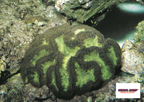 Se si vogliono mantenere a lungo nel proprio acquario i coralli duri, la concentrazione dei fosfati dovrebbe essere minore di 100 µg/l. Per la misurazione ci si deve avvalere di reagenti il cui campo di misurazione possa fornire risultati anche al di sotto dei 100 µg/l, circostanza che purtroppo non si verifica in tutti i prodotti specifici normalmente in commercio.Foto: D. Brockmann