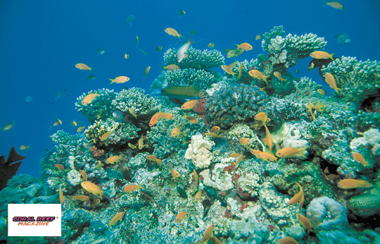 I reef corallini sani sono biotopi estremamente poveri di sostanze nutrienti. La concentrazione di fosfati inorganici si attesta di regola al di sotto dei 100 µg/l, spesso anche a valori inferiori a 38 µg/l. Questa foto subacquea è stata scattata nel Mar Rosso. Foto: D. Brockmann