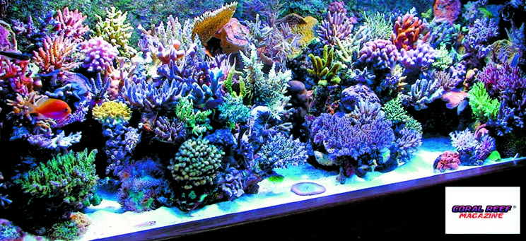 Una vista frontale dell'acquario, appare più grande di quanto è realmente. 