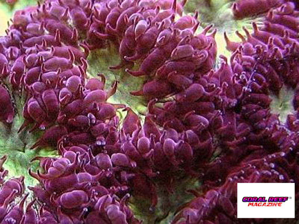 Un magnifico esemplare di Blastomussa merletti.