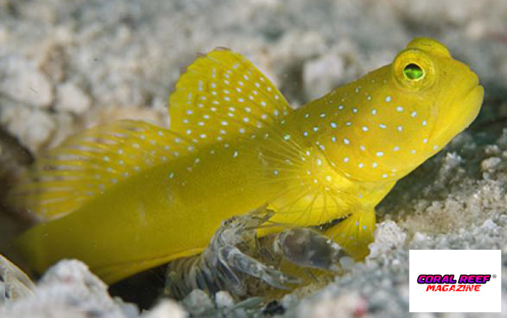 Un Cryptocentrus cinctus insieme al suo inseparabile gamberetto pistolero.