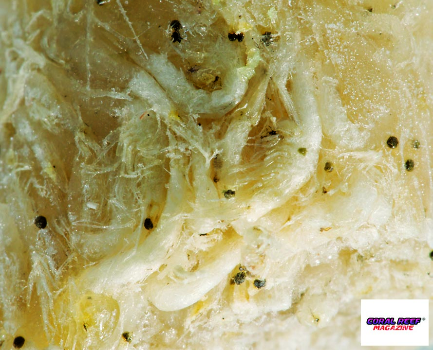 L’ustione da congelamento nei Mysis riduce drasticamente il contenuto di sostanze vitali diminuendo il valore dei mangimi congelati