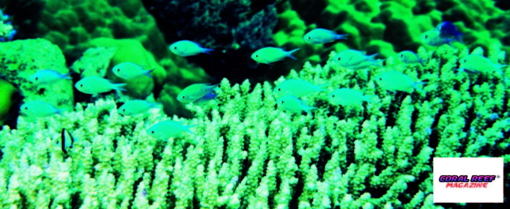 Un gruppo di Chromis viridis fluttuano alla ricerca di plancton sopra ad una colonia d Acropora.  