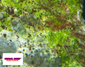 Una copertura algale sulla roccia in acquario.