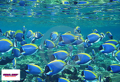 I movimenti natatori degli animali marini servono a mescolare in maniera significativa l’acqua del mare e quindi il gas CO2 che ha effetti sul clima, trasportandolo nelle profondità?