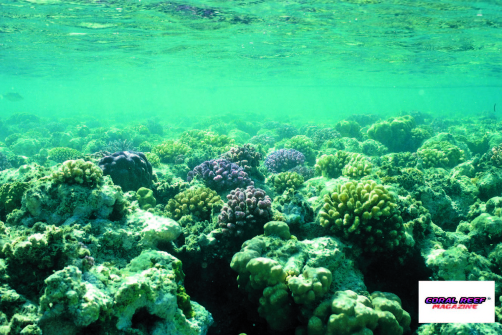 Si stima che un solo litro di olio minerale possa avvelenare un milione di litri d’acqua marina