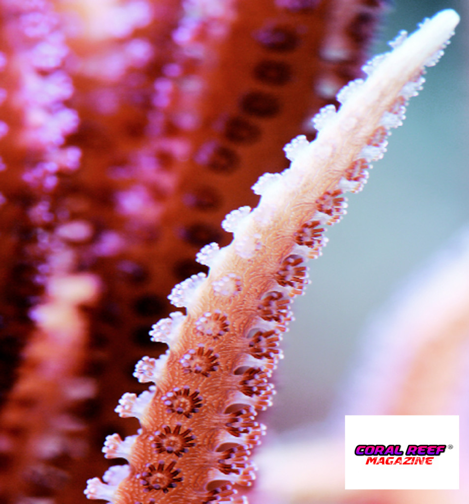 Una ripresa in natura di una Seriatopora hystrix.