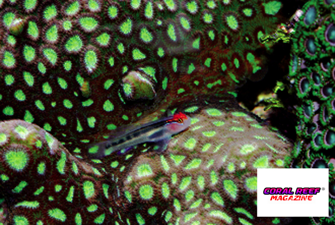 Innumerevoli piccoli pesci popolano il reef, nella foto un Elacatinus puncticulatus su una Favia pallida.