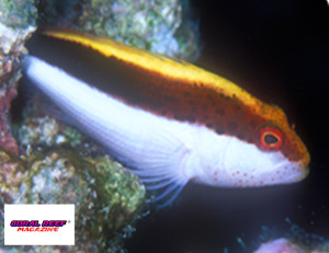 Paracirrhites forsteri