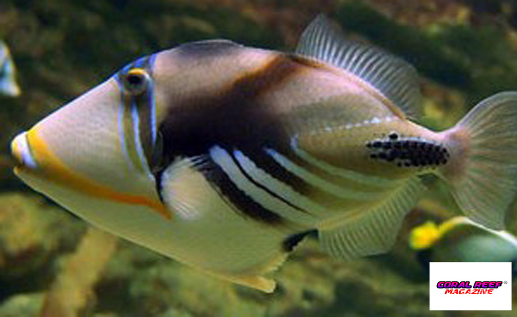 Rhinecanthus-aculeatus