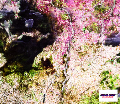 Il fondale di un acquario di barriera invecchiato costituisce un imponente deposito di fosfati.