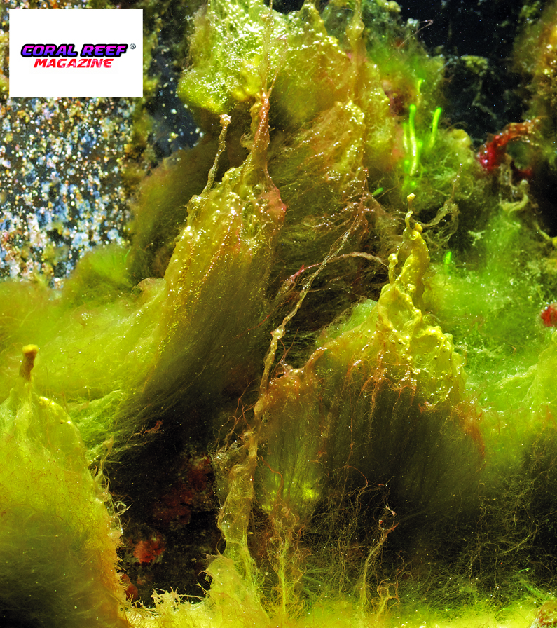 Una elevata concentrazione di fosfati porta facilmente ad una incontrollabile piaga di alghe come questa vera e propria invasione di Derbesia. 