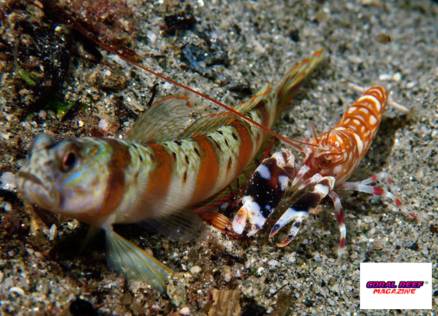 Un granulato calcareo omogeneo con particelle tutte della stessa grandezza, come nel caso della cavità abitativa di questi gamberetti pistolero Alpheus bellulus, appare molto artificiale.