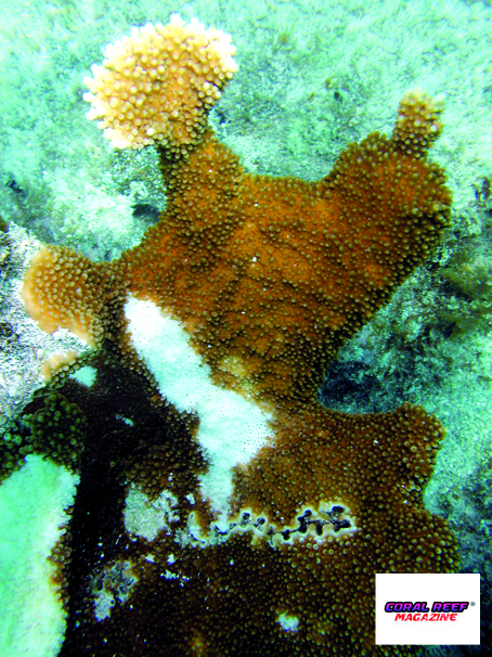 Da qualche tempo tra le Acropora palmata si manifesta la “Serratiosi delle Acropore”. Il tessuto degenera lasciando macchie bianche in mezzo ad aree tissuali sane e normalmente colorate.