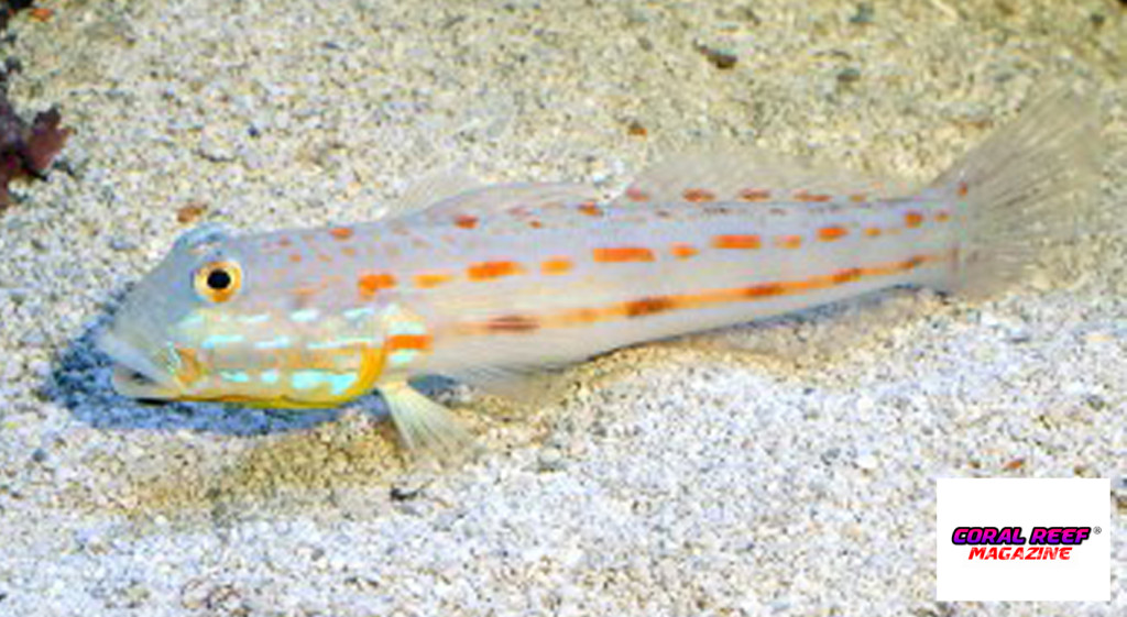 Il materiale di fondo prelevato in natura (sabbia viva)nell’acquario di questo ghiozzo Valenciennea puellaris, mostra una grandezza variegata e particelle di forma diversa con bordi arrotondati e con una colorazione non uniforme. In questo modo l’effetto è molto naturale. 