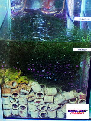 Se la camera della pompa nella vasca filtro dispone di una circolazione di acqua, questa può facilmente essere sfruttata come filtro biologico, vasca per alghe o rifugio.  