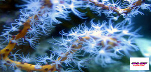 I gorgonacei azooxantellati (nella foto una Diodogorgia nodulifera) hanno bisogno di una abbondante somministrazione di cibo, circostanza che aumenta l’inquinamento da ammonio dell’acquario. 